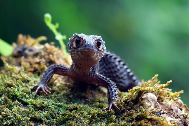 Skink cocodrilo tomando el sol en moss skink cocodrilo closeup