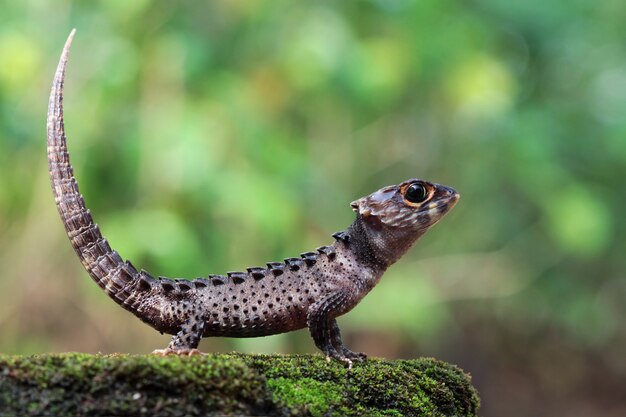 Skink de cocodrilo tomando el sol en el musgo, primer plano de skink de cocodrilo, vista lateral de cocodile skink