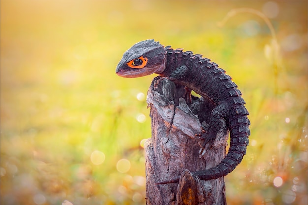 Skink de cocodrilo en twis en jardín tropical