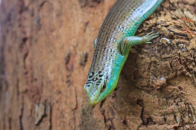 Skink da oliveira