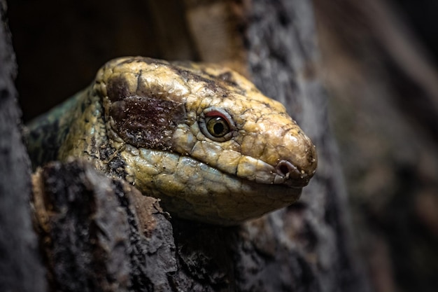 Skink das Ilhas Salomão