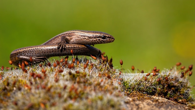 Skink de cobre europeu