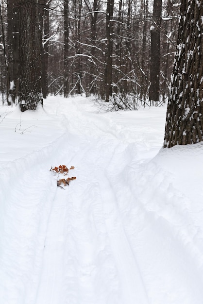 Skispur im verschneiten Wald