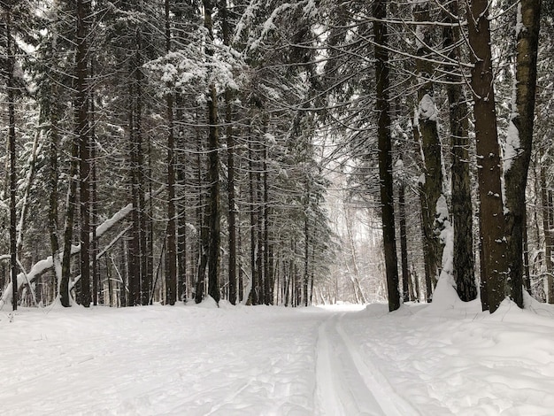 Skispur im Winterwald