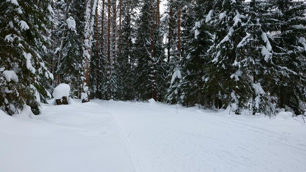 Skispur in einem Winterwald mit Schneeverwehungen und schneebedeckten Bäumen.