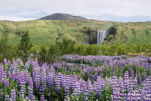 Skogafoss-Wasserfall und blühende Lupine, Island. Typische isländische Landschaft. Sonniger Sommertag