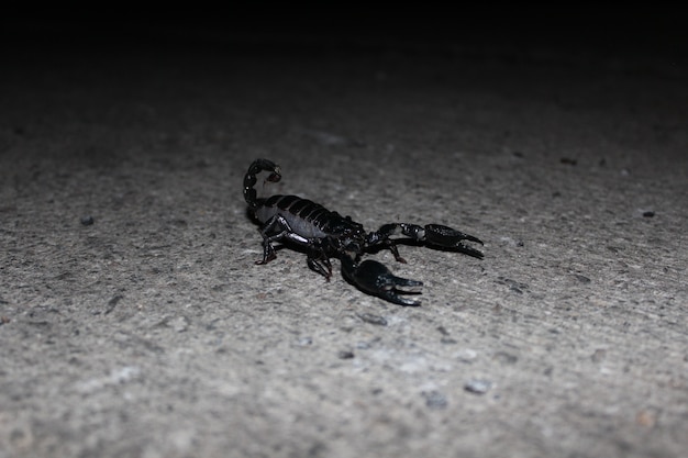 Skorpion in der Nacht