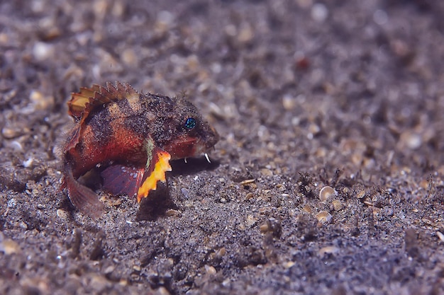 Skorpion Unterwasserfoto / Unterwasseransicht der Landschaft, schöner giftiger Fisch