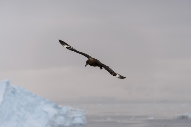 Skua antártico volando