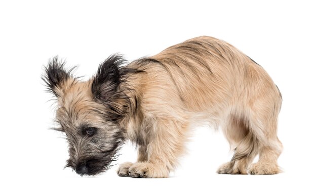 Skye Terrier Hund schaut nach unten