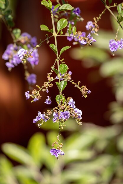 Skyflower Flores amarelas da espécie Duranta erecta com foco seletivo