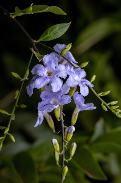 Skyflower Yellow Flowers der Art Duranta erecta mit selektivem Fokus