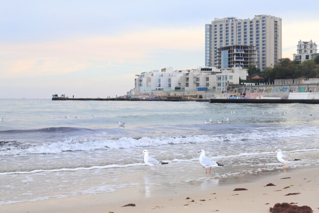 Skyline und Küste mit Vögeln und Gebäuden. Möwe. Hintergrund mit Strand und Möwen