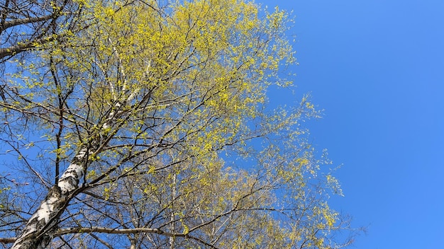 Skyscape de primavera con ramas de árboles de abedul de flores brillantes y fondo de cielo azul sin nubes