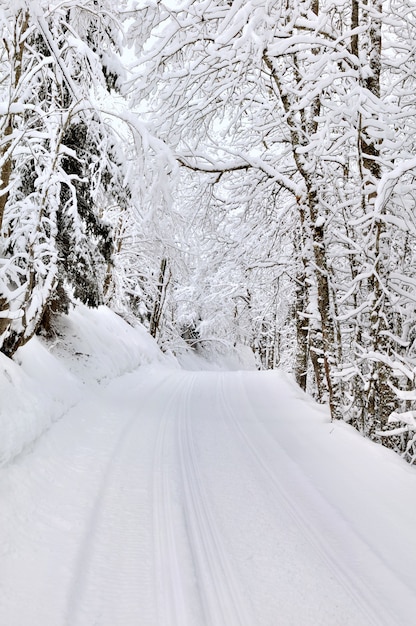 Slade Crossing Forest im Winter