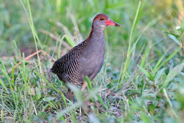 Slaty-breasted Schiene Gallirallus striatus schöne Vögel von Thailand