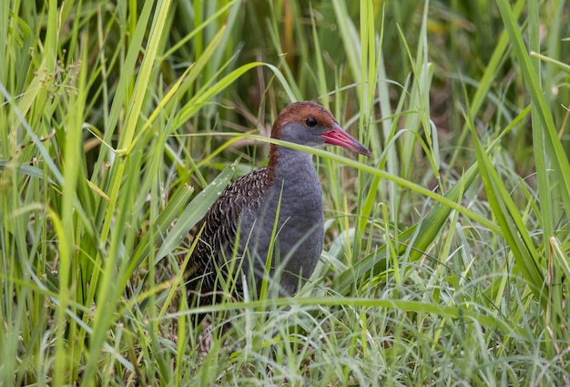 Slatybreasted Rail no chão close-up tiro