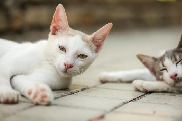 Sleepy white stay cat tendido en el pavimento, otro duerme en el fondo.