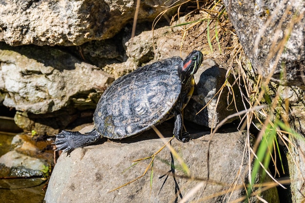 Slider orelhudo vermelho Trachemys scripta Retrato de tartaruga em estado selvagem