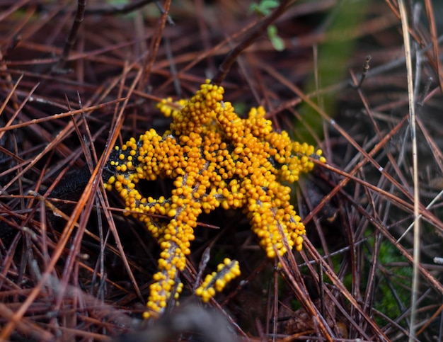 Slimes Myxomycetes Physaridae Leocarpus fragilis em um galho em uma floresta de pinheiros na Grécia