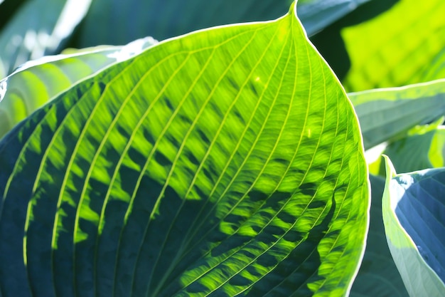 sloseup macro disparar de una hoja de flor huésped lat Función a la luz del sol como fondo verde