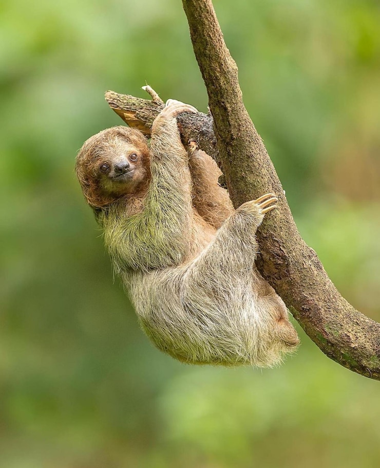 Foto sloth hängen an einem baum