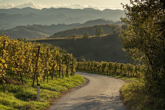 Foto slowenische und österreichische weinstraße zwischen weinbergen in slowenien bei sonnenuntergang malerische landschaft und natur in der nähe von maribor in slovenija