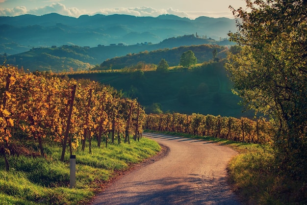 Slowenische und österreichische Weinstraße zwischen Weinbergen in Slowenien bei Sonnenuntergang Malerische Landschaft und Natur in der Nähe von Maribor in Slovenija