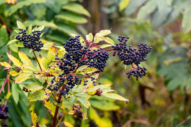 Sluster de sabugueiro preto Sambucus Arbusto de sabugueiro com bagas