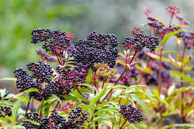 Sluster von schwarzen Holunderbeeren Holunderbusch mit Beeren