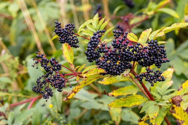 Sluster von schwarzen Holunderbeeren Sambucus Holunderbusch mit Beeren