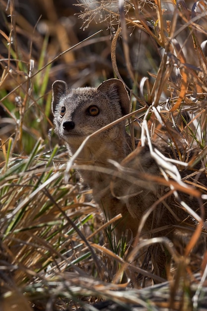 SmallSpotted Genet Botswana