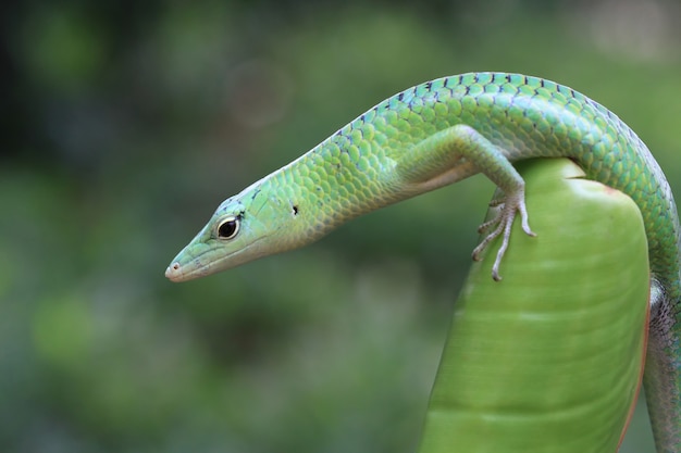 Smaragdbaum Skink auf grünen Blättern Reptiliennahaufnahme