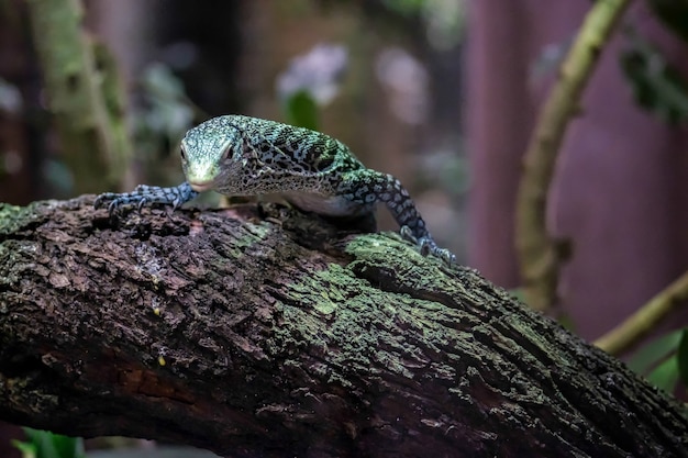 Smaragdbaummonitor (Varanus prasinus) im Bioparc Fuengirola