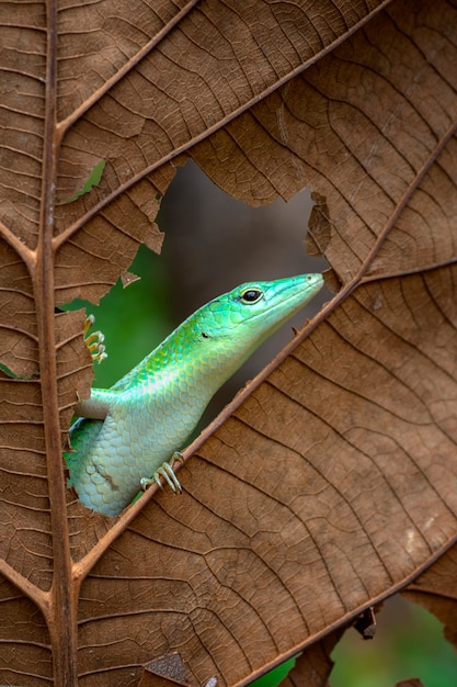 Smaragdgrüner Baumskink auf dem Blatt