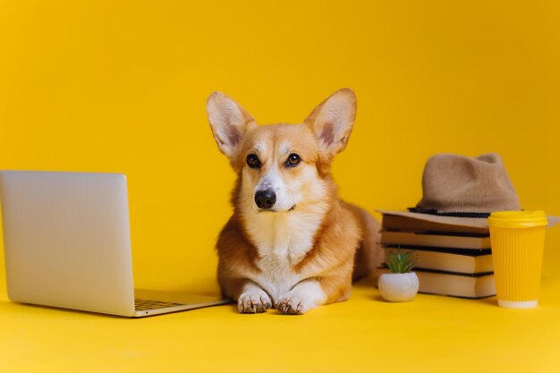 Smart Cute Welsh Corgi Pembroke con laptop y pila de libros está estudiando sobre fondo de estudio amarillo La raza de perro más popular