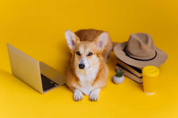 Smart Cute Welsh Corgi Pembroke con laptop y pila de libros está estudiando sobre fondo de estudio amarillo La raza de perro más popular