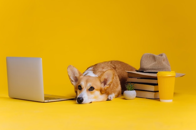 Smart Cute Welsh Corgi Pembroke con laptop y pila de libros está estudiando sobre fondo de estudio amarillo La raza de perro más popular