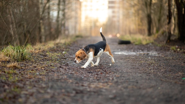 Smart Dog Walk Trail bei Tageslicht am sonnigen Tag