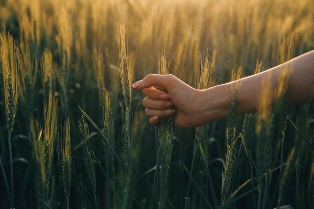 Smart Farm Landwirt mit Tablet auf dem Feld Landwirtschaft Gartenbau oder Ökologie Konzept Ernte Agrogeschäft