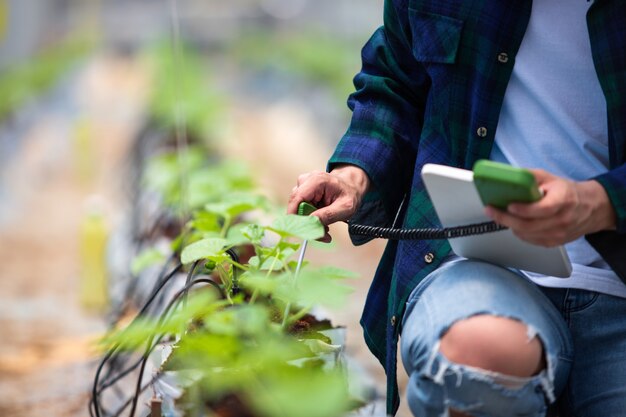 Smart Farm, Landwirt mit Tablet-Computer-Steuerung landwirtschaftliches System im Gewächshaus