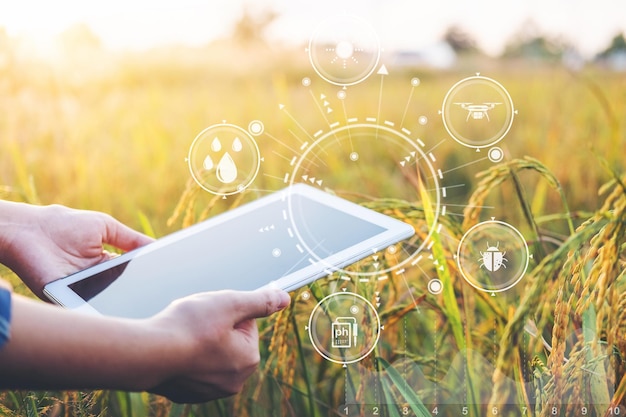 Smart Farming Agrartechnologie und biologischer Landbau Frau, die das Forschungstablett verwendet und die Entwicklung von Reissorten auf dem Reisgebiet studiert