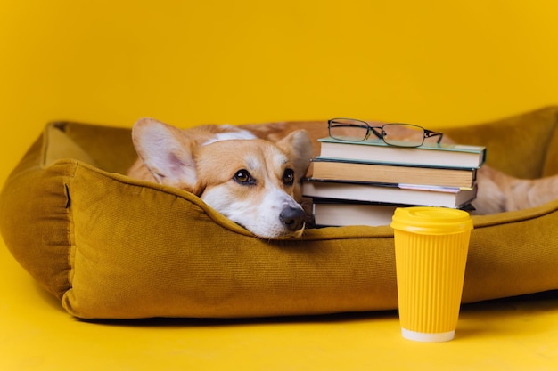 Smart müde Welsh Corgi Pembroke in Gläsern liegend im Hundebett mit Stapel Buch und Pappbecher Kaffee auf gelbem Studiohintergrund Beliebteste Hunderasse Werbekonzept