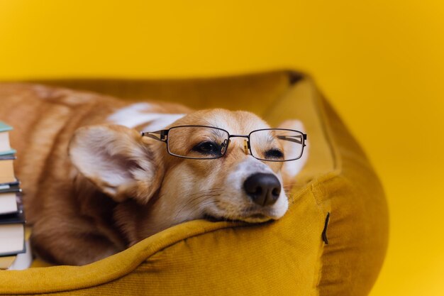 Smart müde Welsh Corgi Pembroke in Gläsern liegend im Hundebett mit Stapel Buch und Pappbecher Kaffee auf gelbem Studiohintergrund Beliebteste Hunderasse Werbekonzept