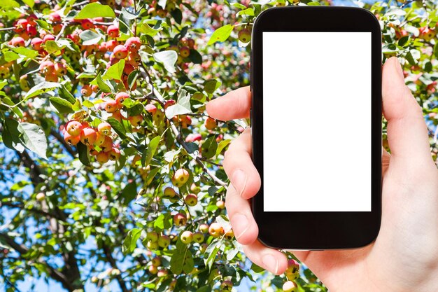 Smartphone y manzanas maduras en el árbol