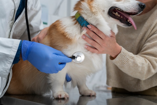 Foto smiley-hund beim tierarzt hautnah