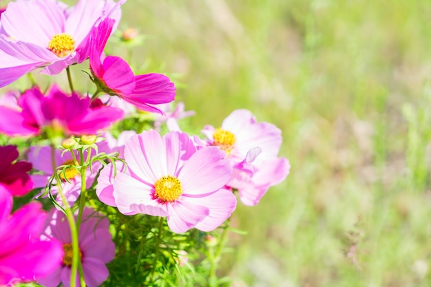 Smmer grünes Feld mit rosa frischen Kosmosblumen