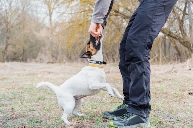 Foto smooth fox terrier cachorro juega con su dueño en un parque. perro joven y una persona pasan tiempo juntos al aire libre