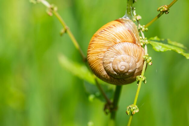 Snail Helix pomatia no caule de uma planta no jardim em um dia ensolarado foco seletivo