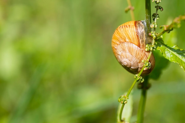 Snail Helix pomatia no caule de uma planta no jardim em um dia ensolarado foco seletivo